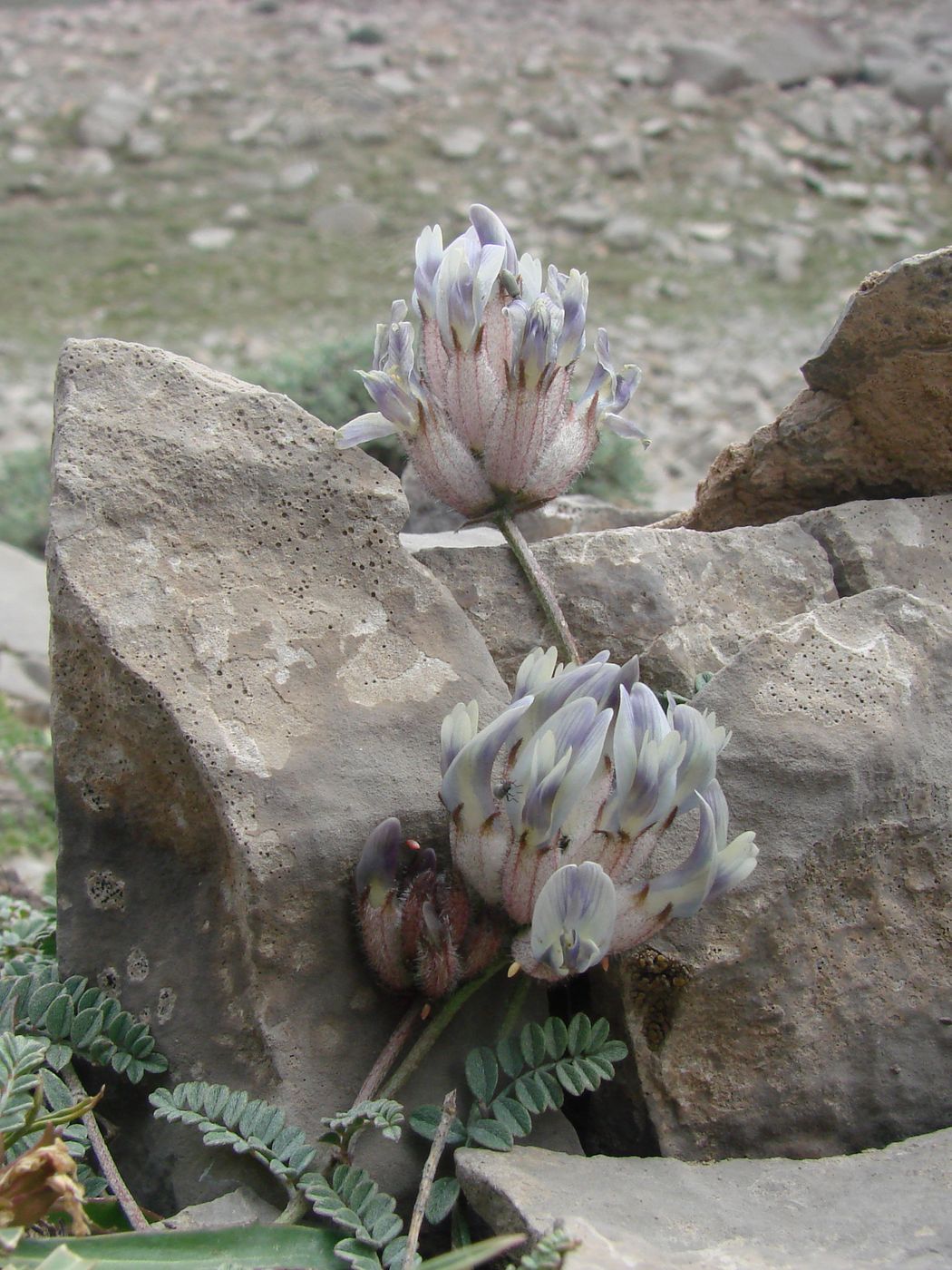 Изображение особи Astragalus caulescens.