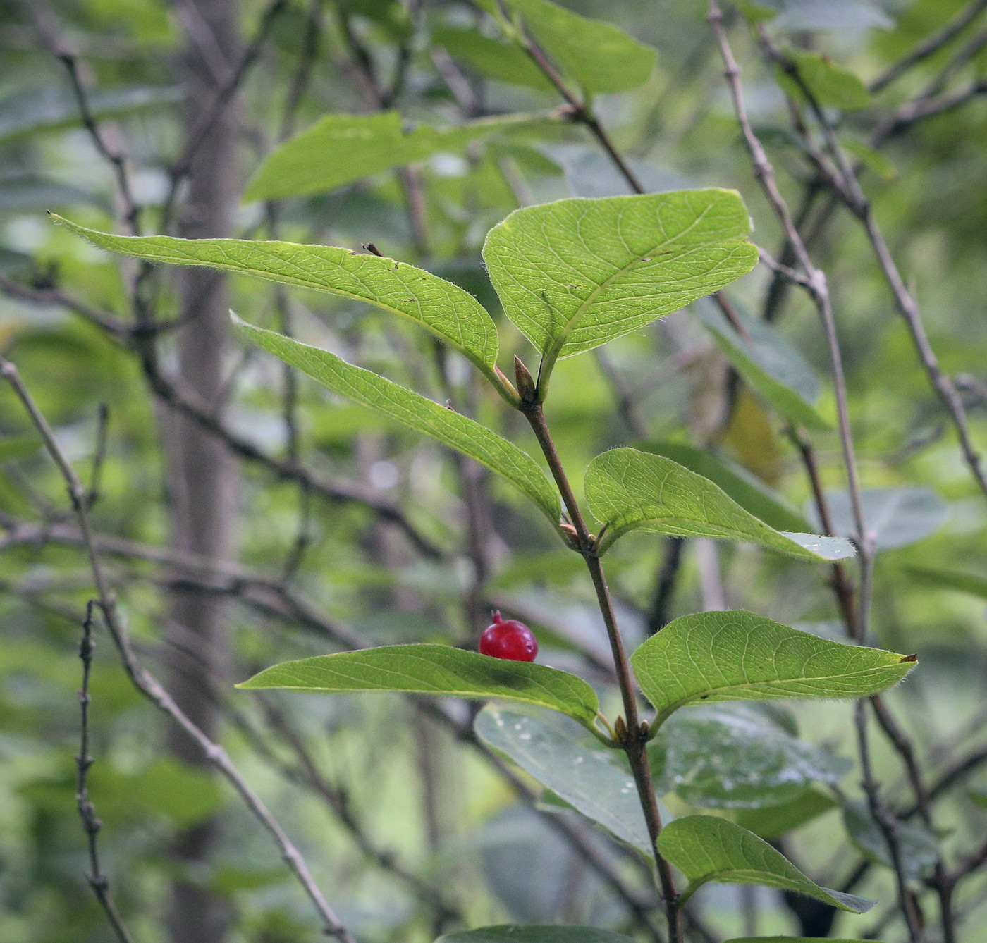 Image of Lonicera sachalinensis specimen.