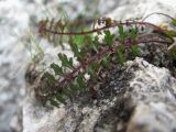 Pedicularis nordmanniana. Лист. Северная Осетия, Алагирский р-н, гора Дашсар, ок. 2600 м н.у.м., скальный выход. 07.08.2021.