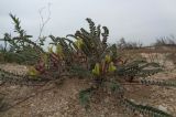 Astragalus bakuensis