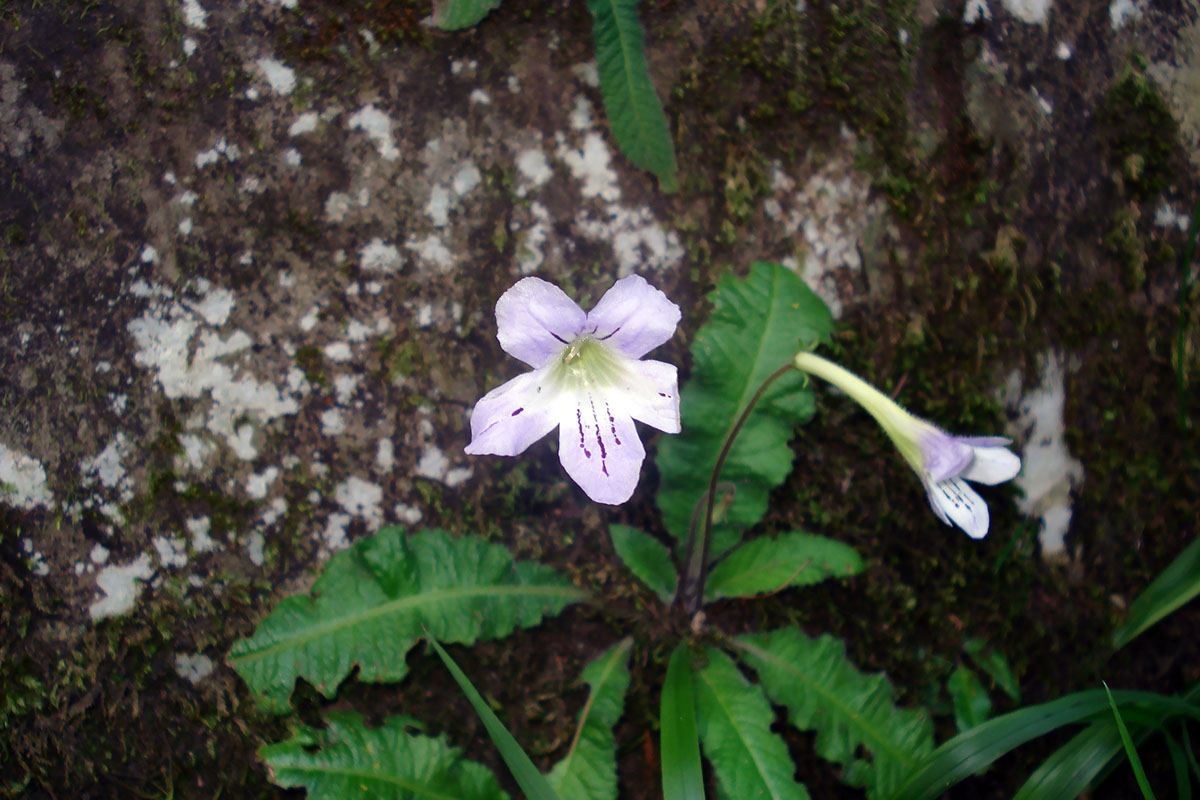 Изображение особи род Streptocarpus.