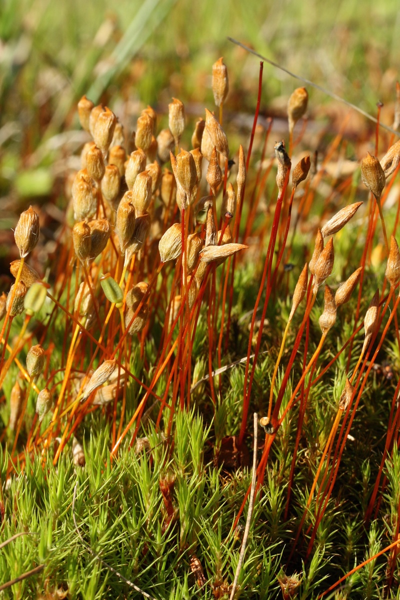 Изображение особи Polytrichum swartzii.