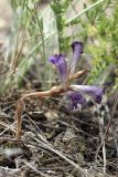 Orobanche amoena