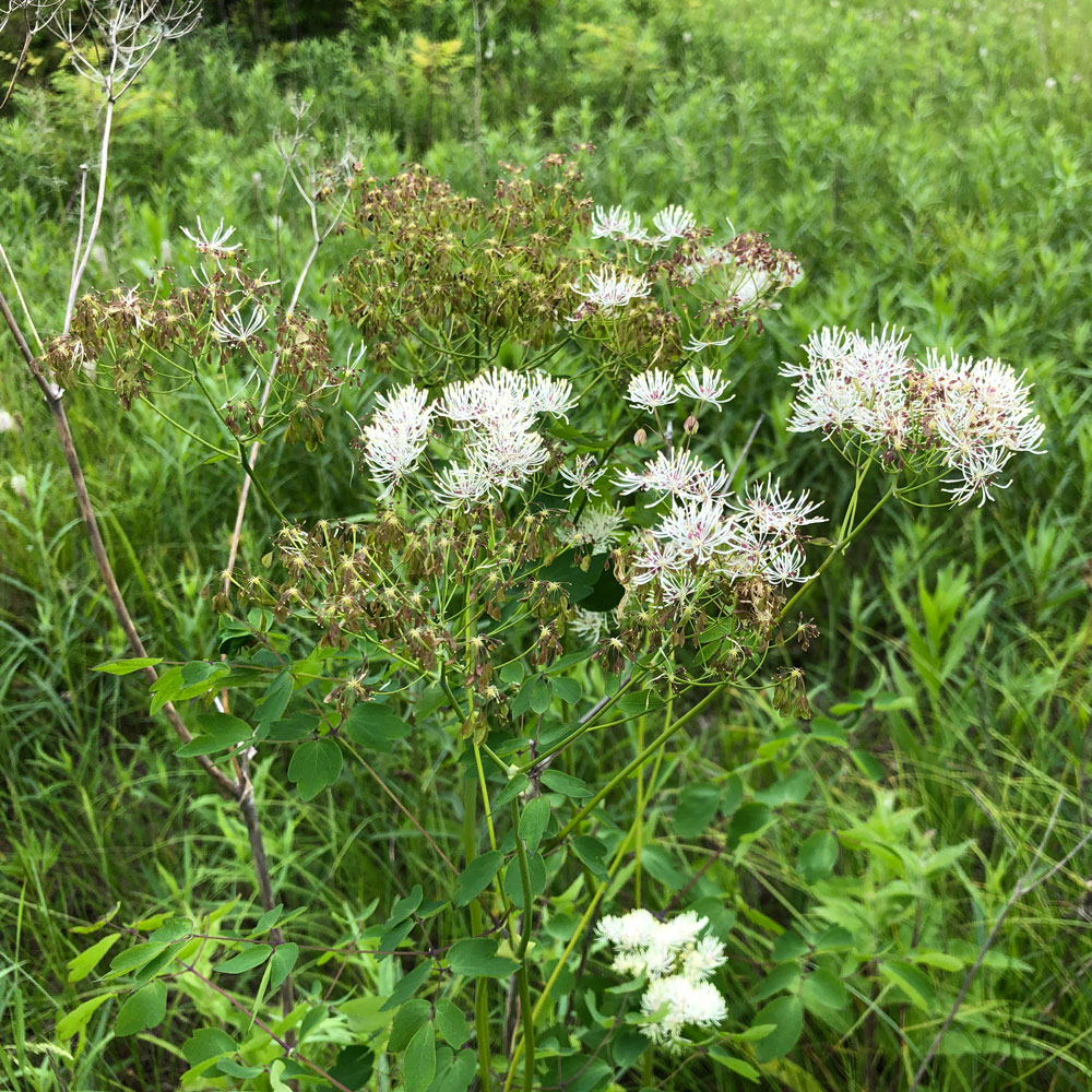 Изображение особи Thalictrum contortum.