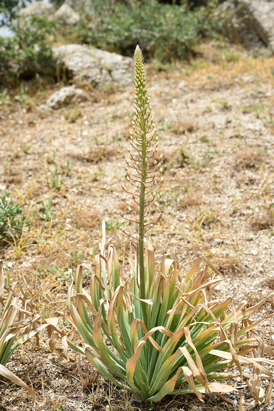 Image of Eremurus olgae specimen.