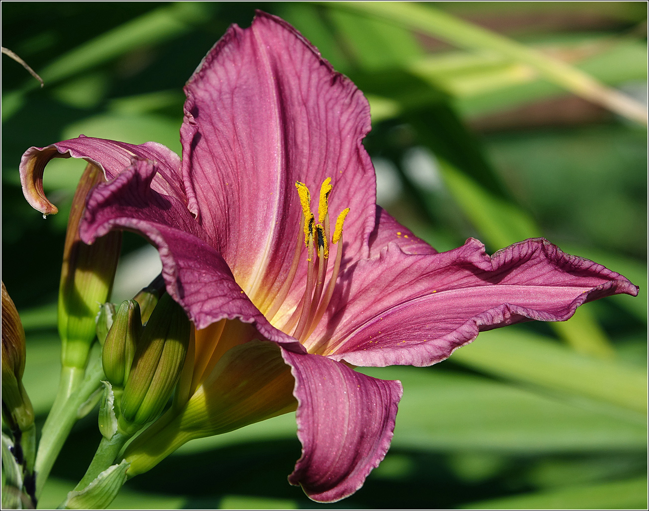 Image of Hemerocallis &times; hybrida specimen.