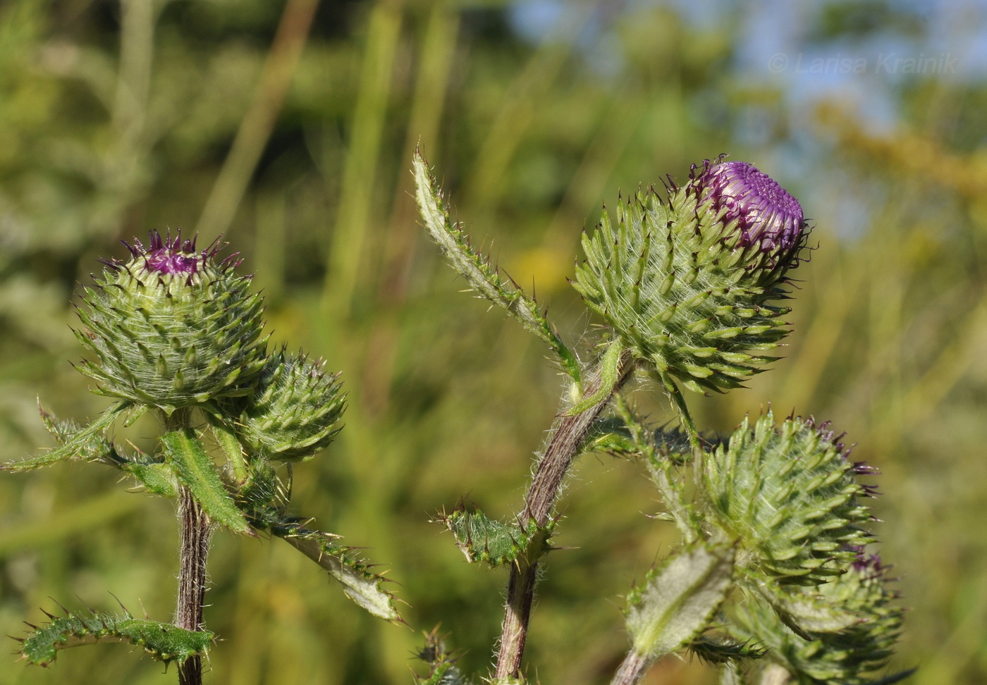 Image of Cirsium vlassovianum specimen.