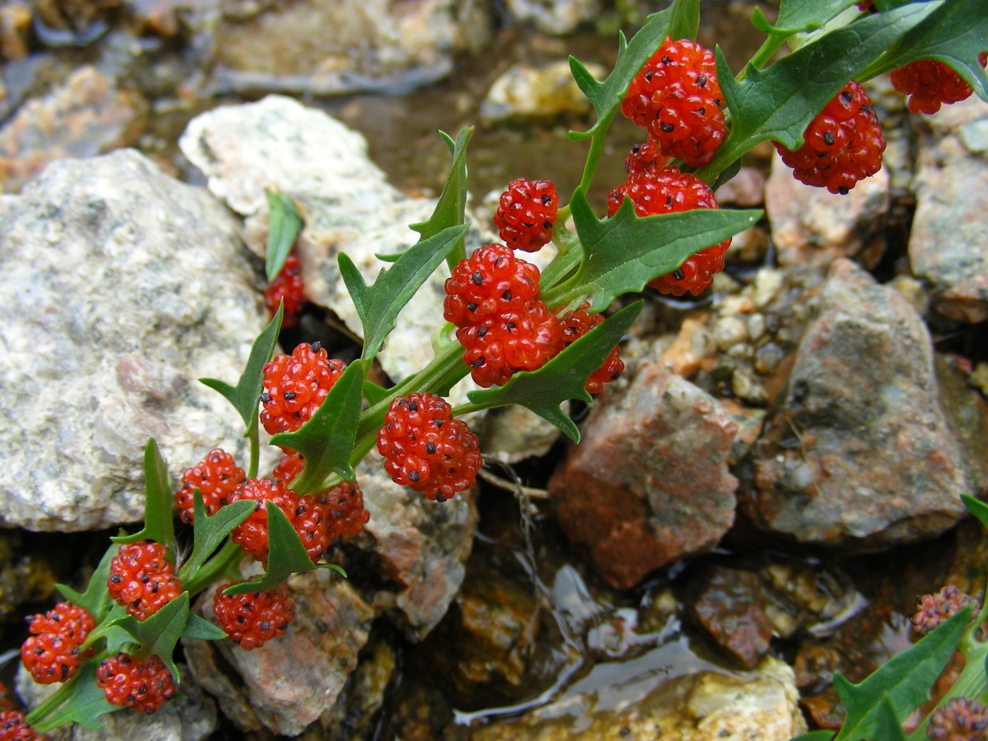 Image of Blitum virgatum specimen.