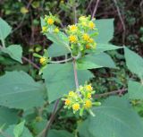 Sigesbeckia orientalis. Верхушка побега с соцветиями. Абхазия, Гудаутский р-н, г. Новый Афон, Афонская гора. 27.09.2022.