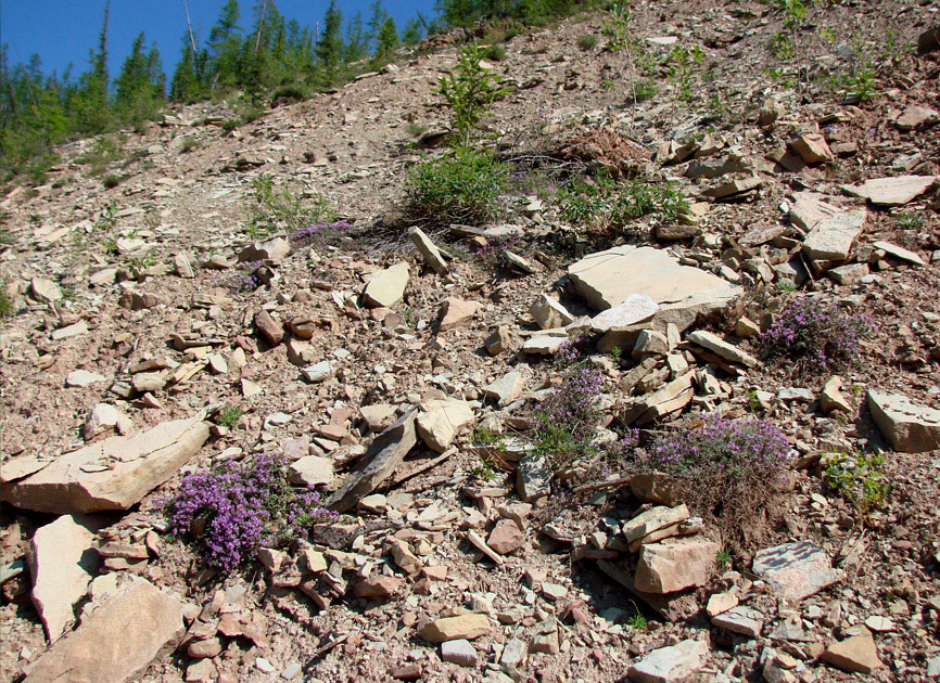 Image of genus Thymus specimen.