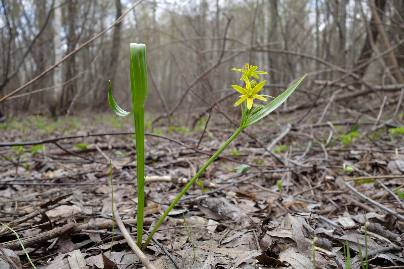 Image of Gagea lutea specimen.