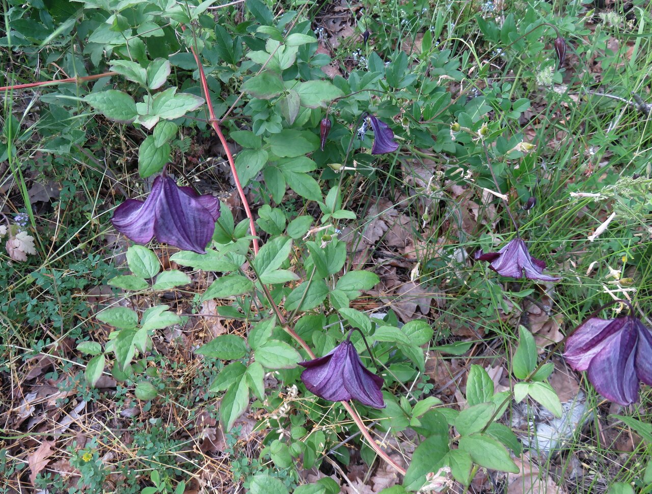 Image of Clematis viticella specimen.