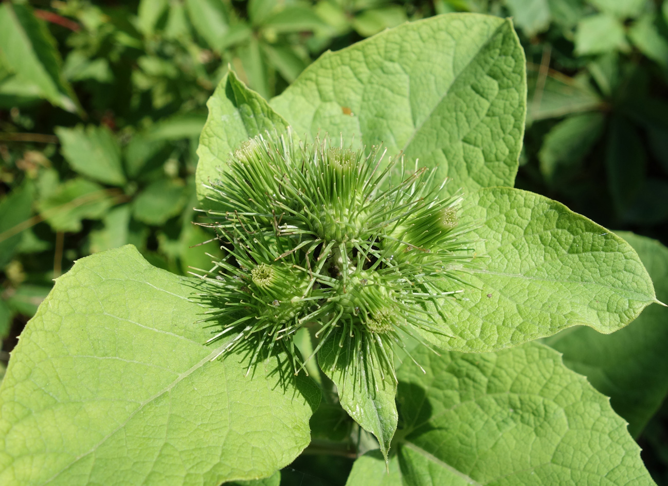 Image of Arctium lappa specimen.