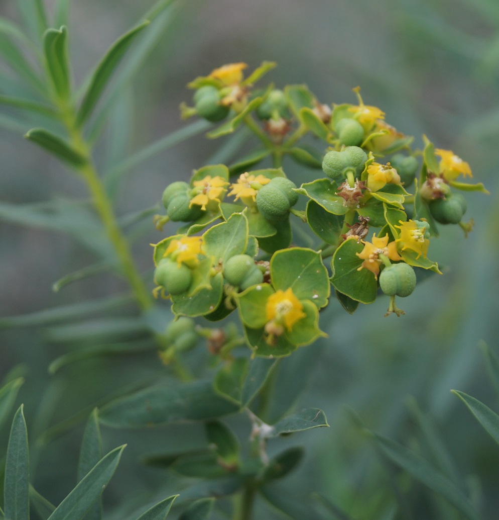 Image of Euphorbia virgata specimen.