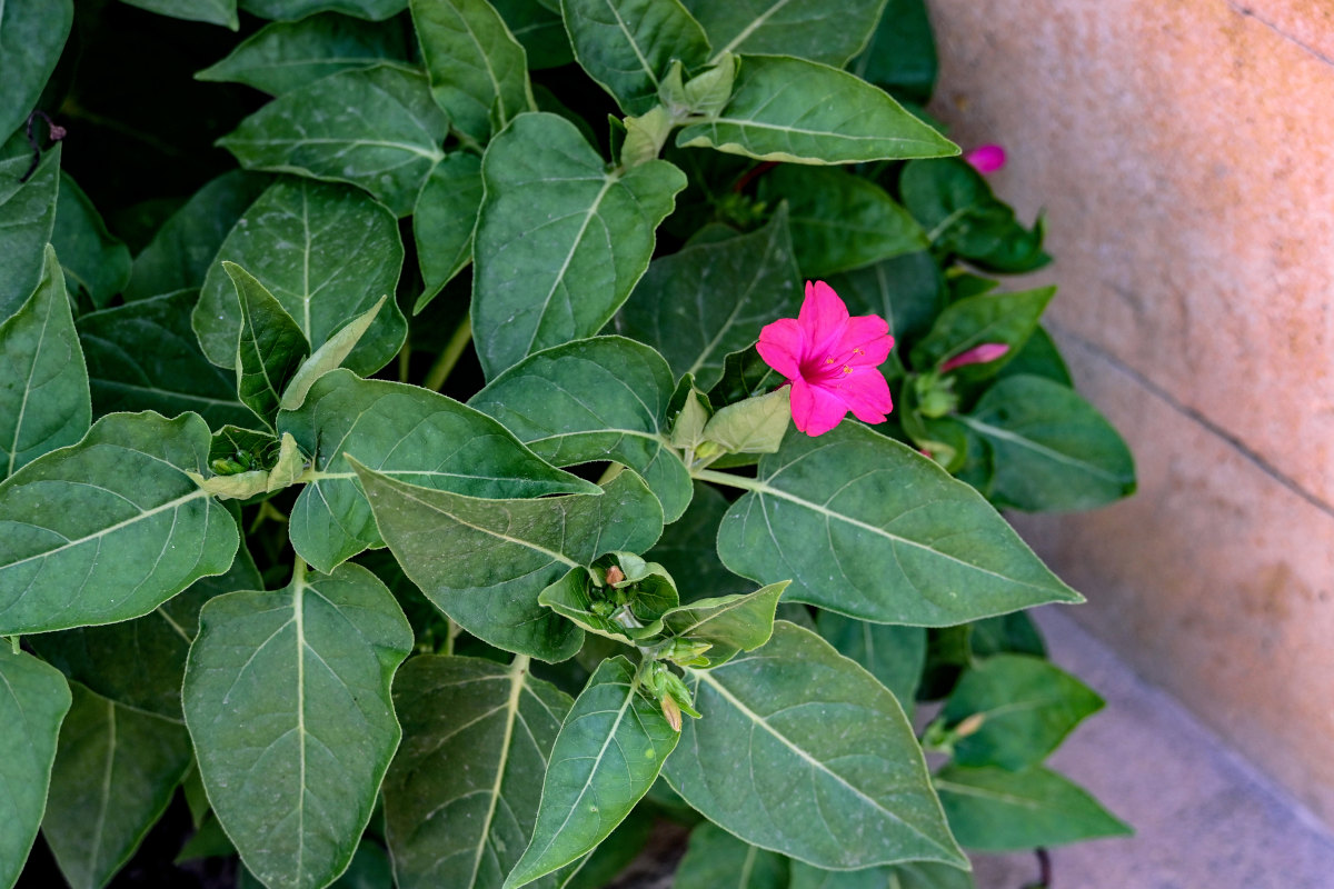 Изображение особи Mirabilis jalapa.