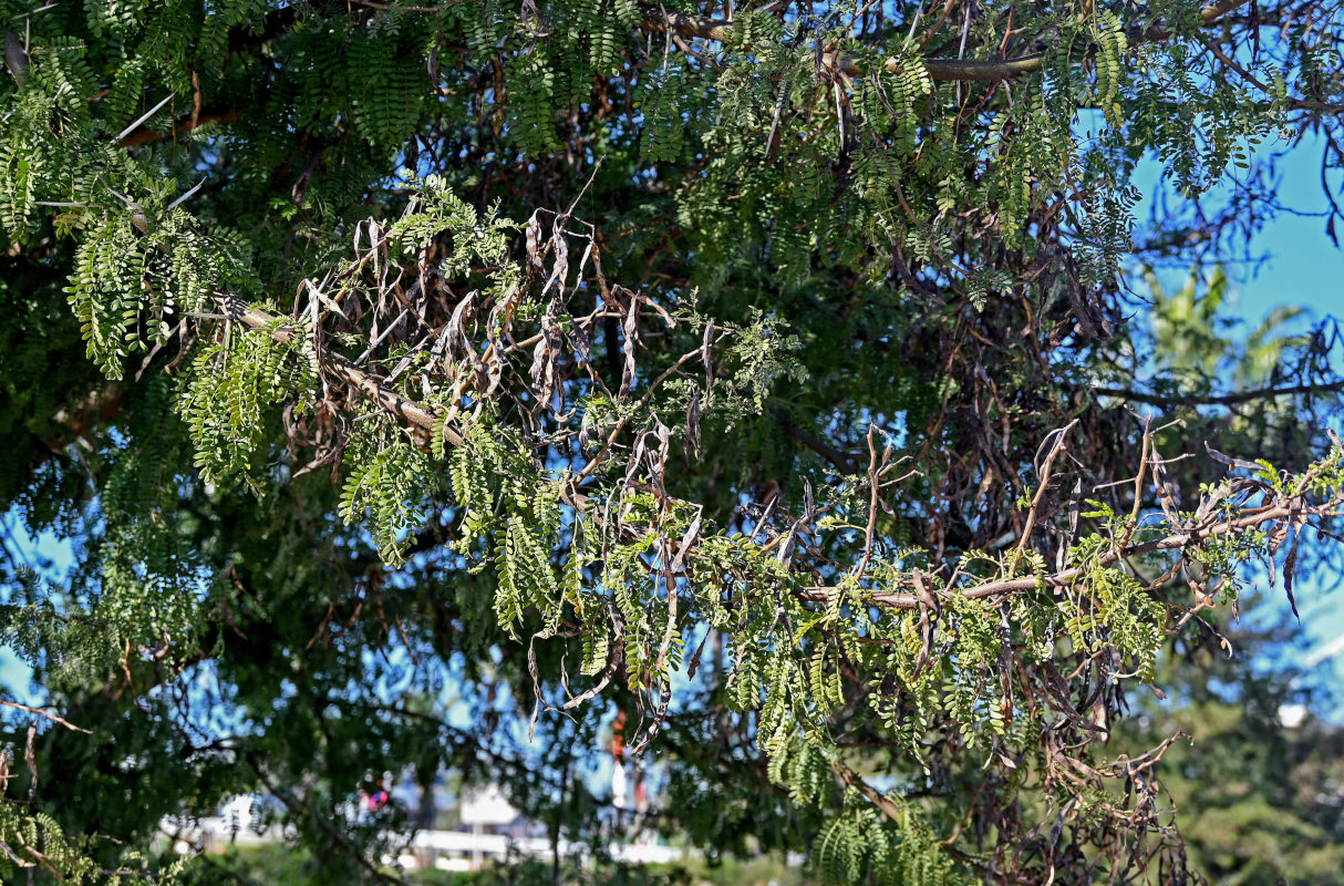 Image of Vachellia karroo specimen.