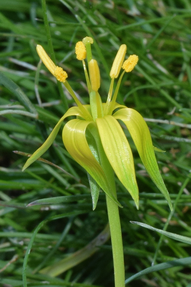 Image of Gagea graminifolia specimen.