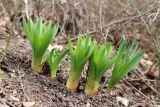 Eremurus spectabilis