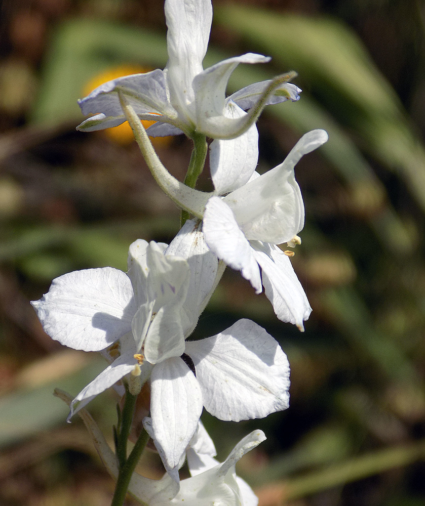 Изображение особи Delphinium hispanicum.