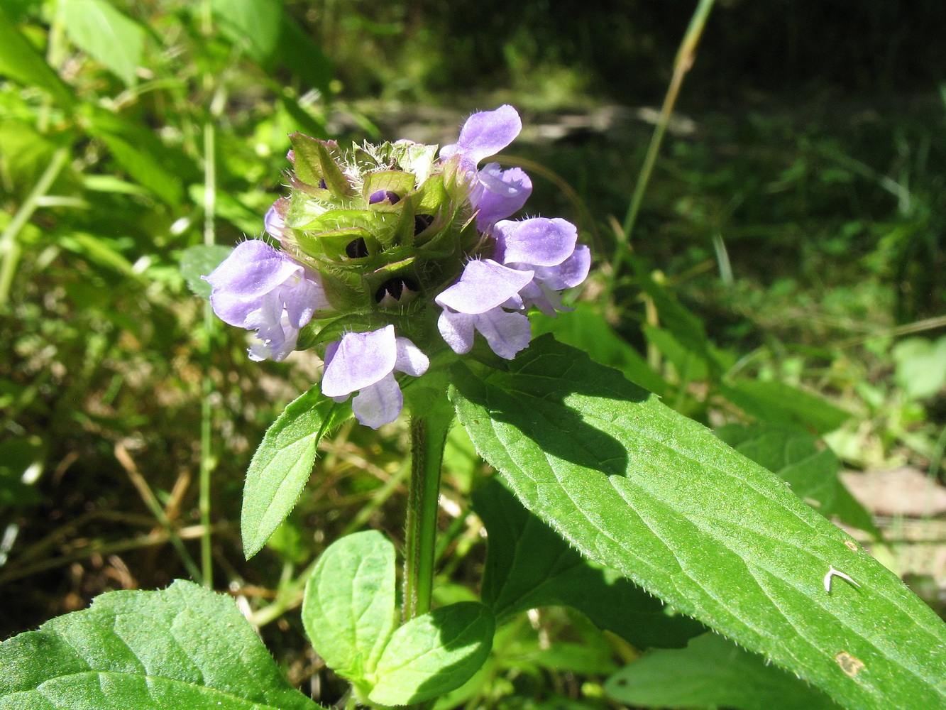 Изображение особи Prunella vulgaris.