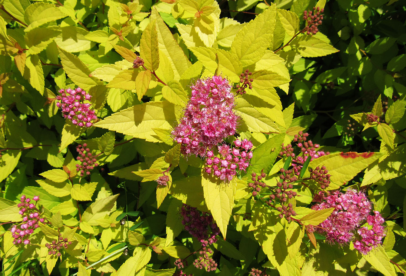 Image of Spiraea japonica specimen.