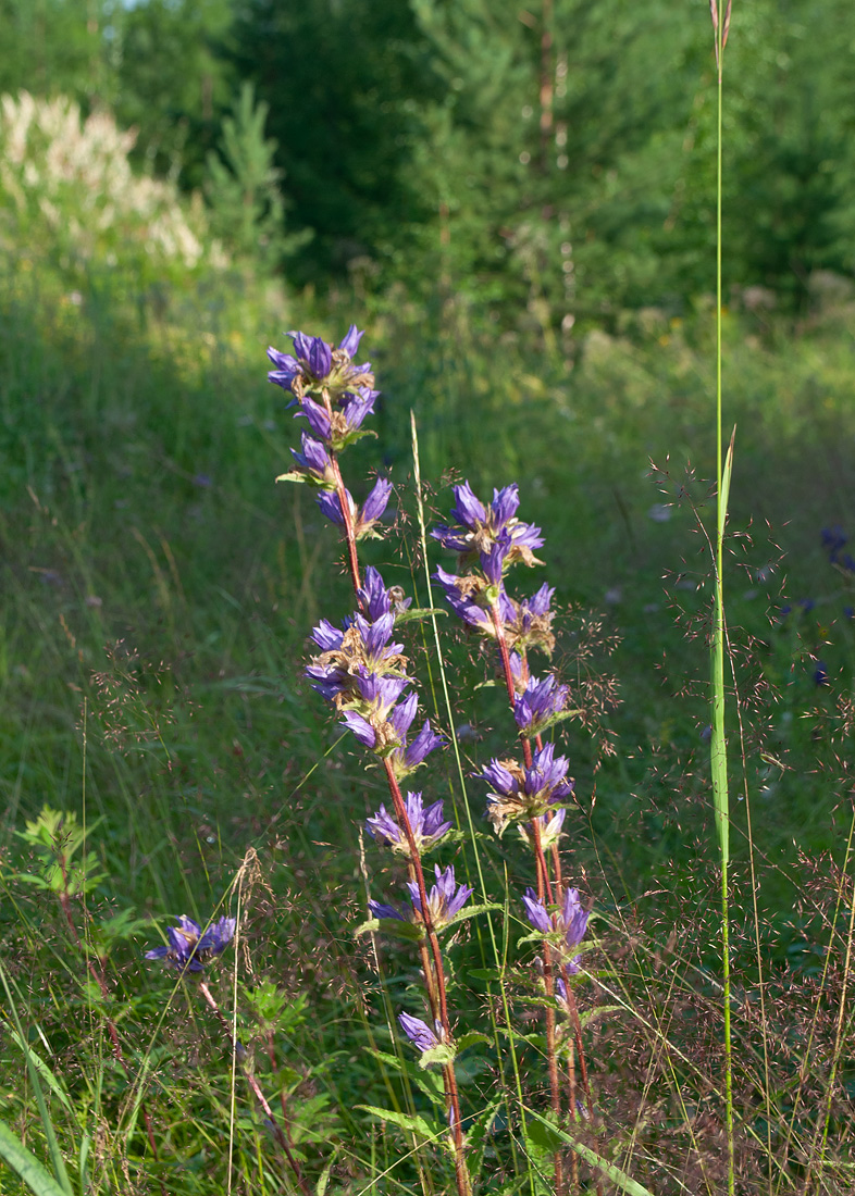 Image of Campanula glomerata specimen.