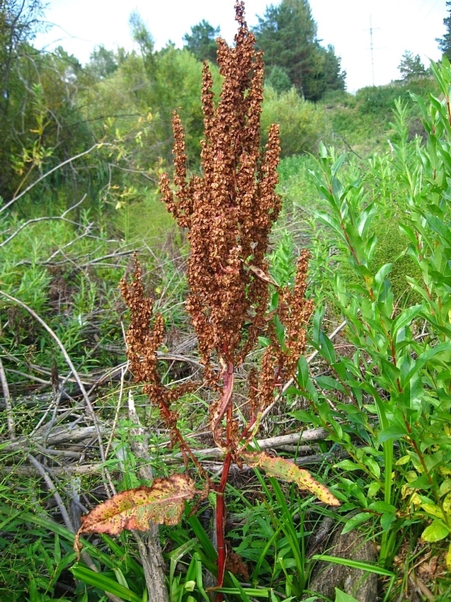 Image of Rumex aquaticus specimen.