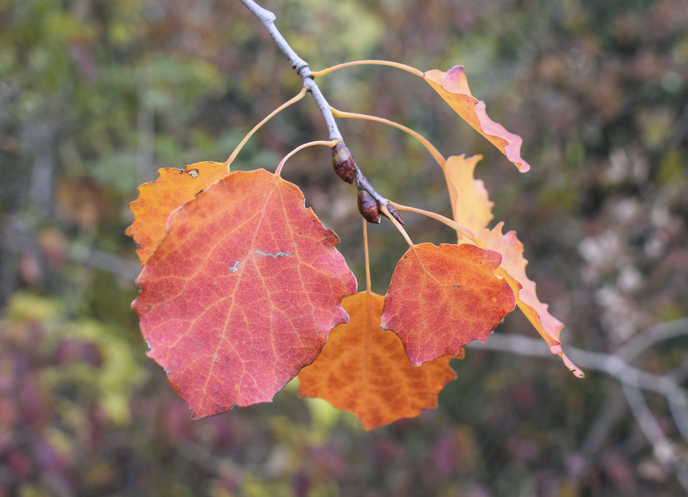 Image of Populus tremula specimen.