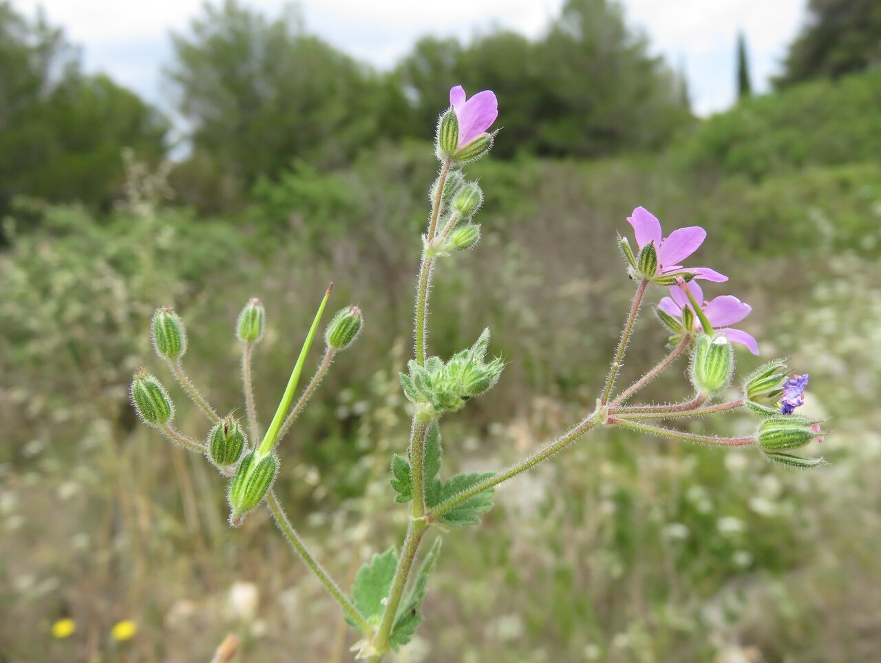 Image of Erodium malacoides specimen.