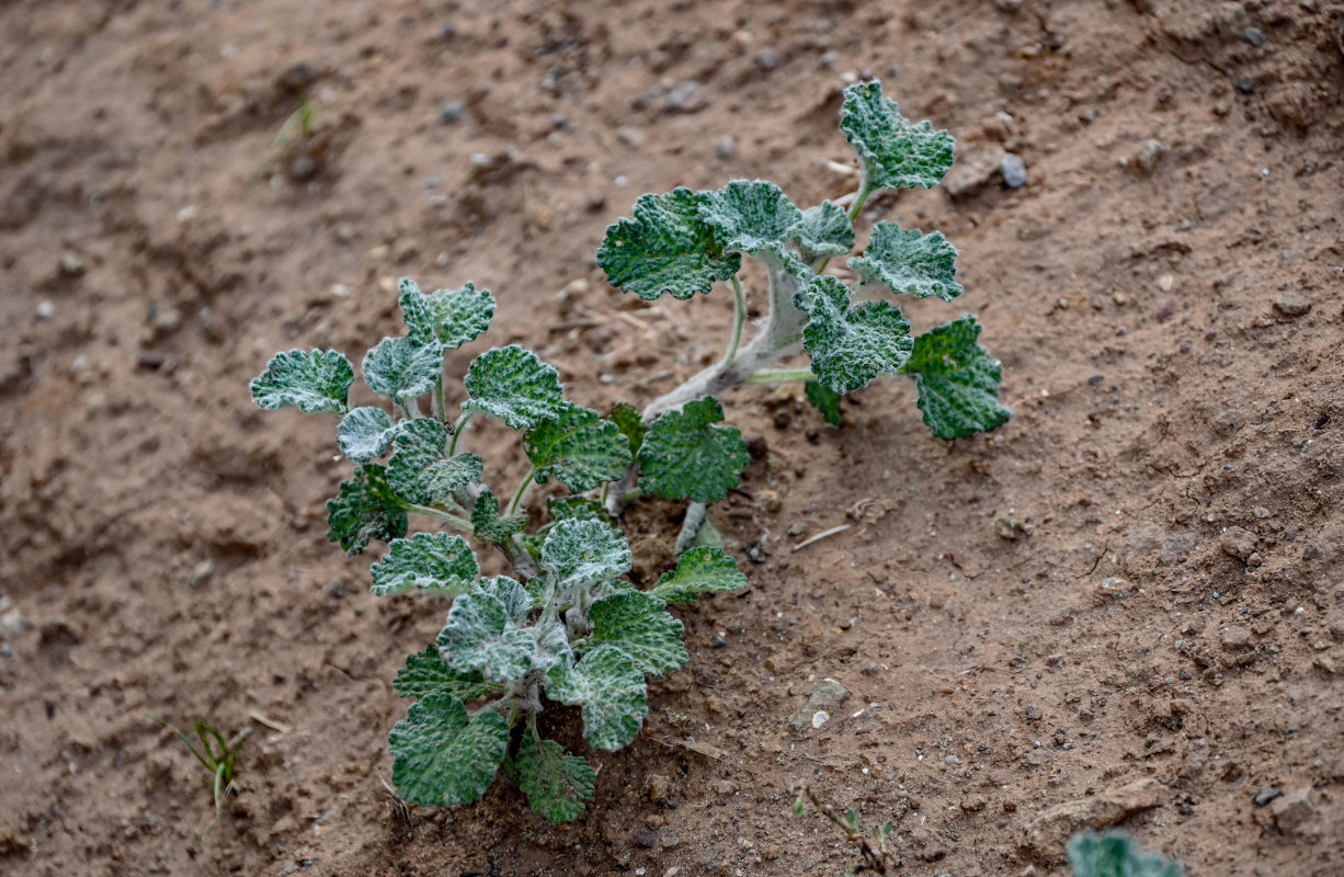 Изображение особи Marrubium vulgare.