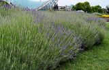 Lavandula angustifolia. Цветущие растения. Грузия, г. Тбилиси, в культуре. 10.06.2023.