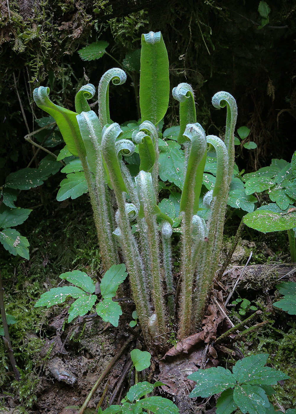 Изображение особи Phyllitis scolopendrium.