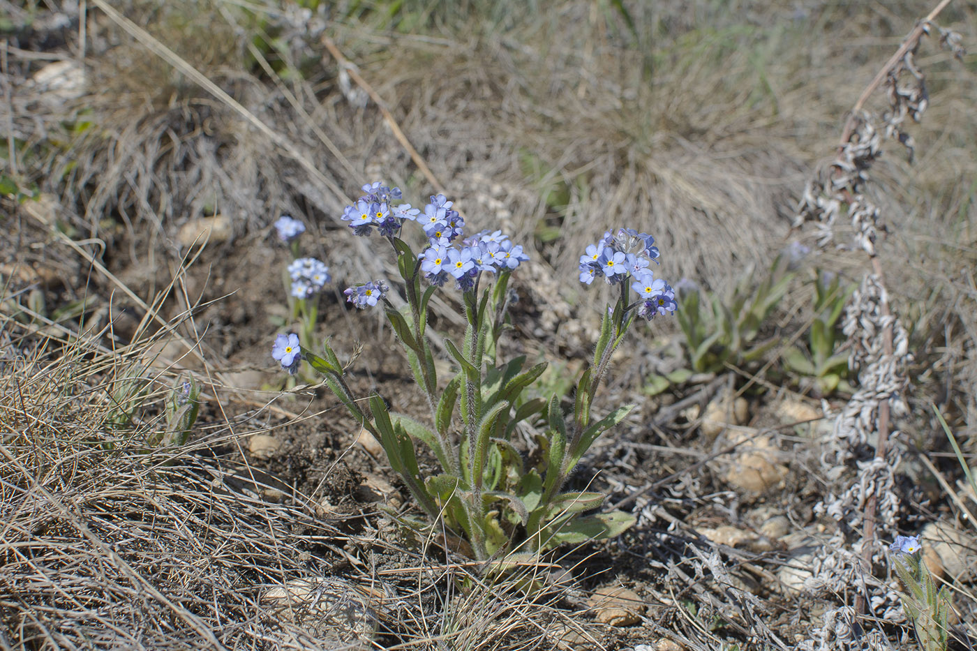 Изображение особи Myosotis imitata.