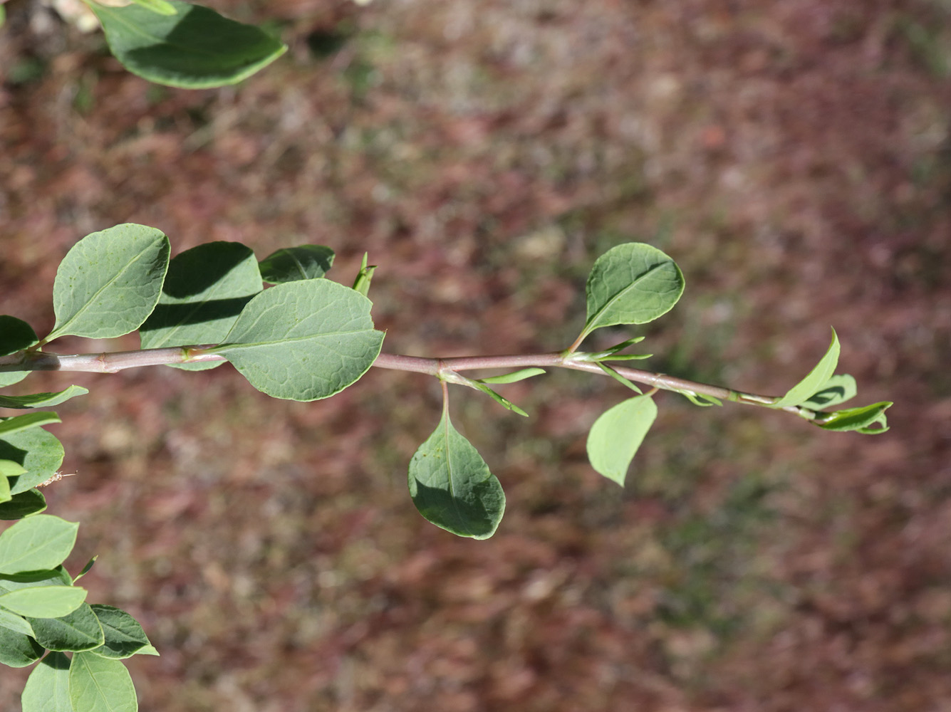 Image of Atraphaxis pyrifolia specimen.