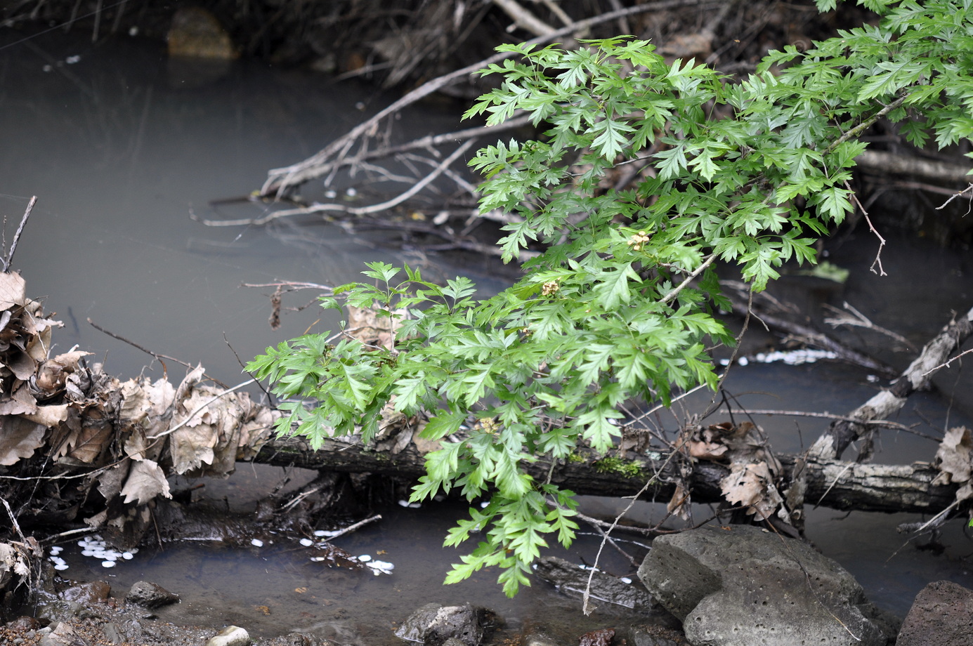 Image of Crataegus pinnatifida specimen.