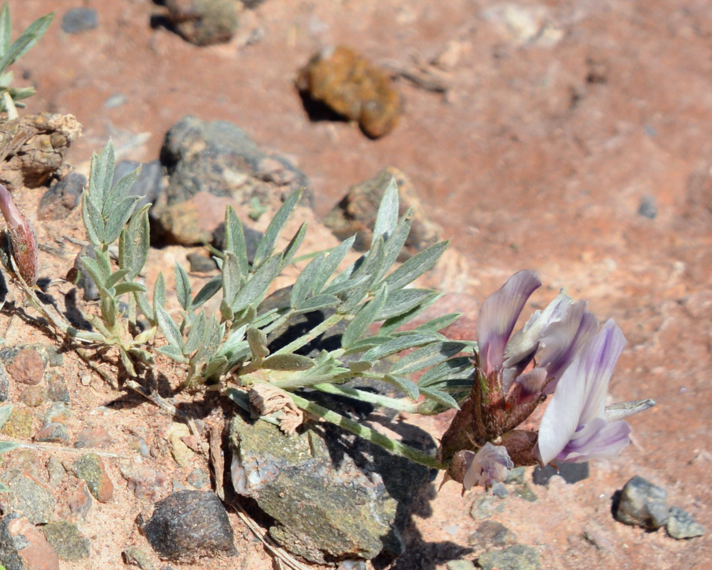 Изображение особи Astragalus chomutowii.