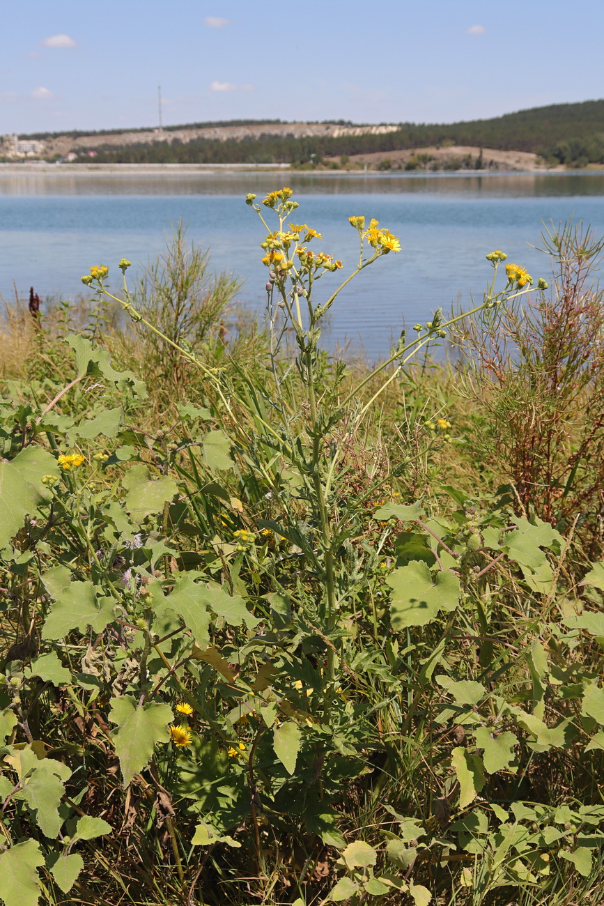 Image of Senecio grandidentatus specimen.