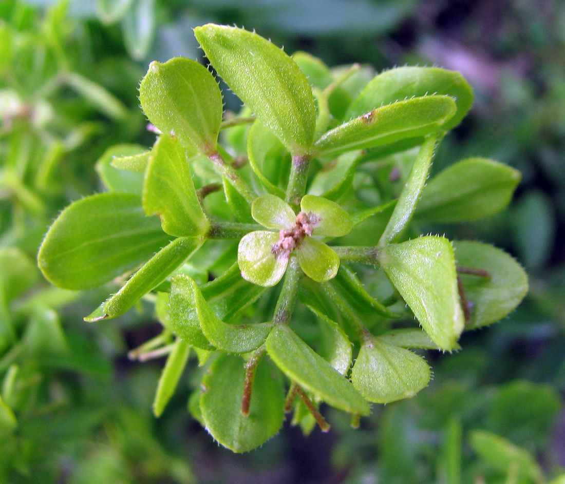 Image of Cruciata taurica specimen.