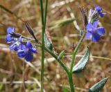 Anchusa azurea. Побег с цветками. Краснодарский край, м/о Анапа, окр. пос. Куматырь, дол. р. Куматырь близ плотины нижнего пруда на пастбищном лугу. 18.06.2021.