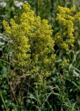 Galium verum. Верхушки побегов с соцветиями. Оренбургская обл., Кувандыкский гор. округ, заповедник \"Шайтан-Тау\", долина р. Сакмара, луг. 05.07.2023.