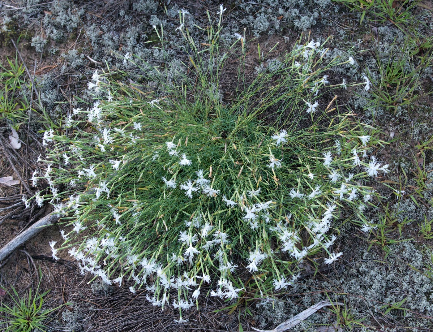 Image of Dianthus arenarius specimen.