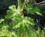 Heracleum sosnowskyi. Часть стебля, лист срединной формации (адаксиальная сторона) и отходящий боковой побег. Ульяновская обл., Мелекесский р-н, окр. с. Куликовка, край поросшей ивняком заболоченной балки, сырой луг. 08.07.2023.