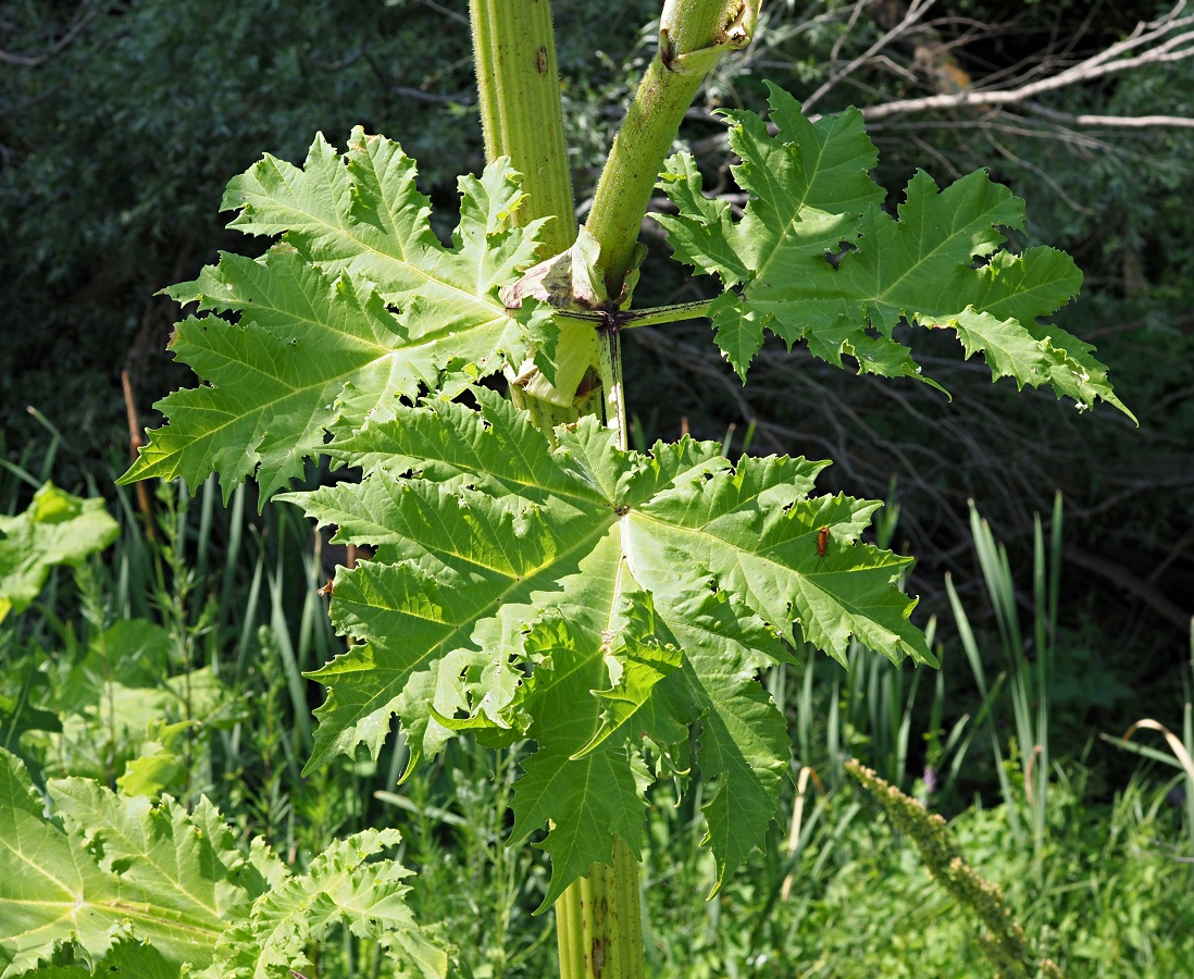 Image of Heracleum sosnowskyi specimen.