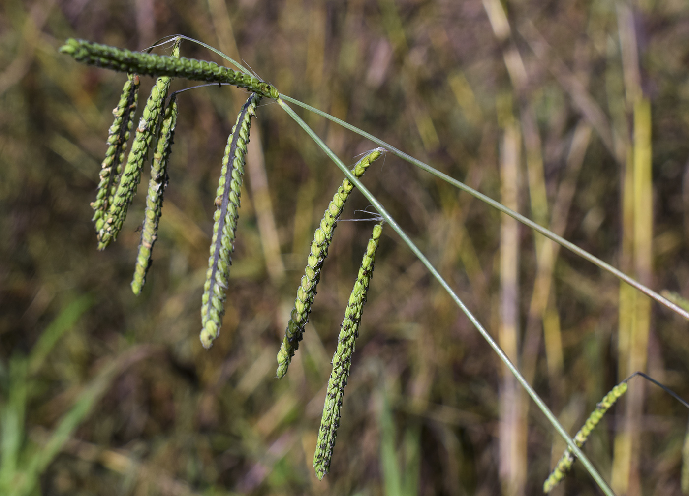 Изображение особи Paspalum dilatatum.