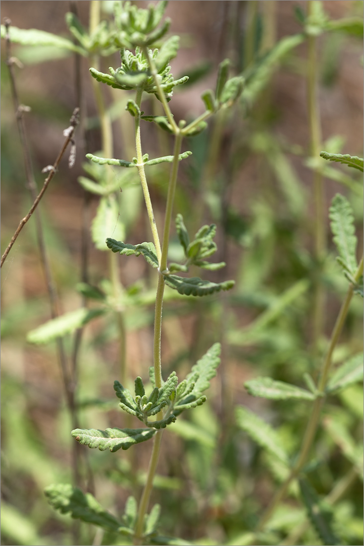 Image of Teucrium capitatum specimen.