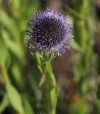 Globularia bisnagarica. Соцветие. Белгородская обл., пос. Ракитное, ул. Сосновая, 2, в культуре. 30 апреля 2024 г.