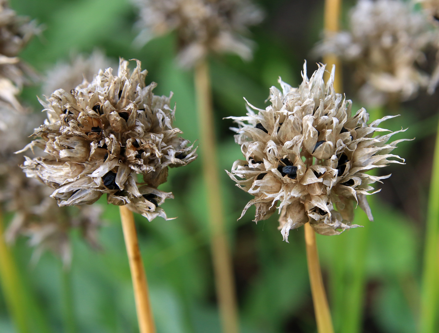 Image of Allium schoenoprasum specimen.