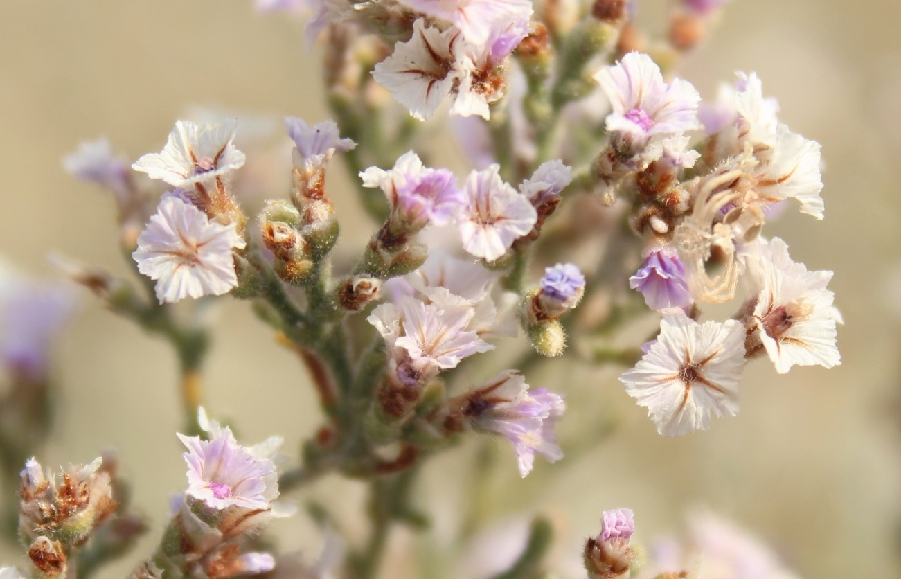 Изображение особи Limonium macrorhizon.