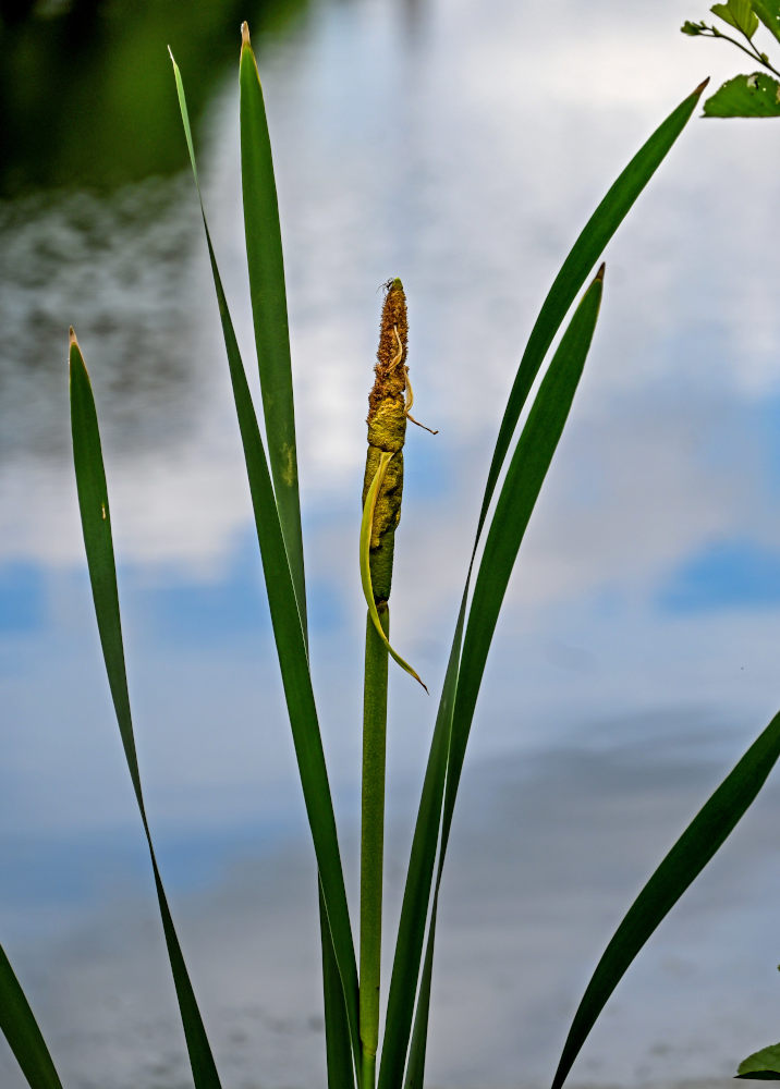 Image of Typha latifolia specimen.