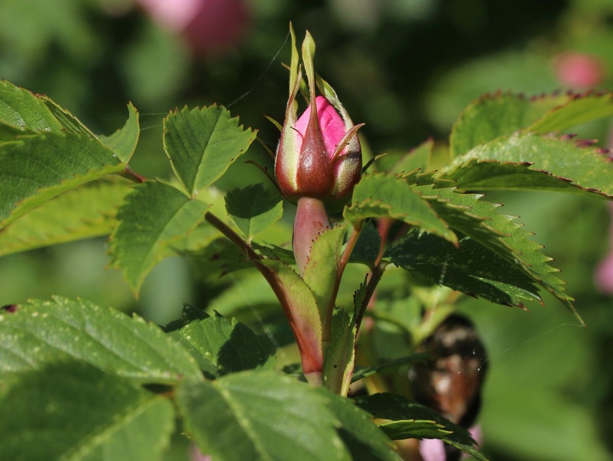 Image of Rosa subcanina specimen.